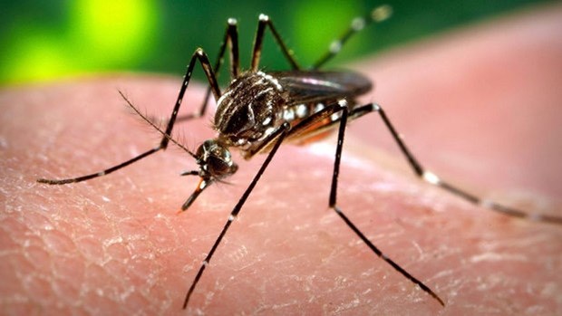 Le Cambodge signale une epidemie de virus Chikungunya hinh anh 1