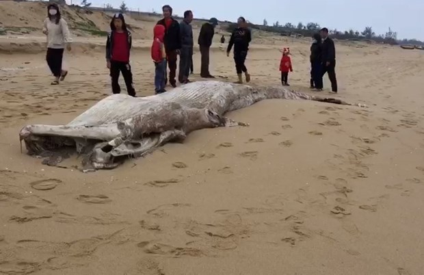 Enterrement d'une baleine d’environ une tonne echouee sur la cote de Quang Binh hinh anh 1