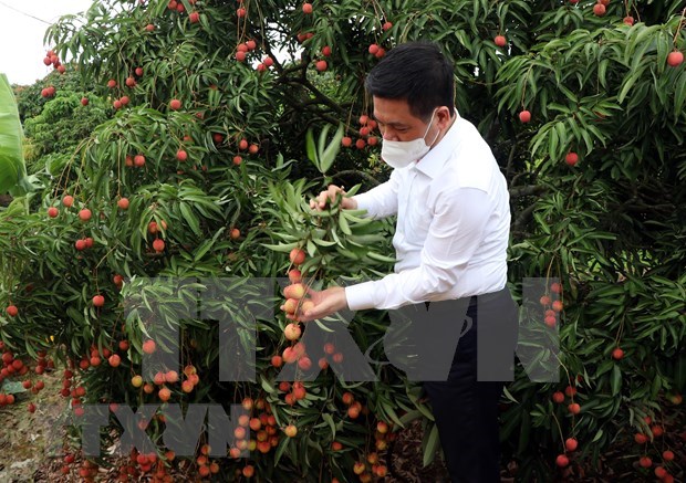 Hai Duong exporte ses premieres tonnes de litchi de l'annee 2021 hinh anh 2