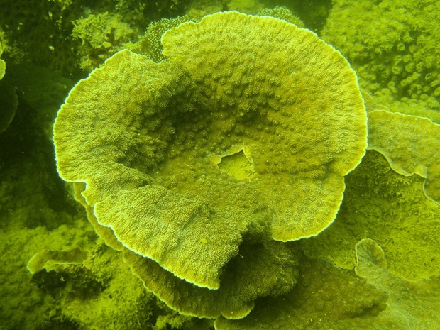 Proteger les ecosystemes des recifs coralliens dans la baie d'Ha Long hinh anh 2