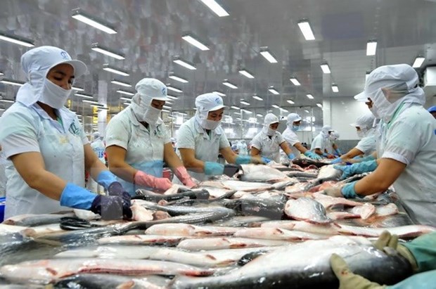 Les exportations vietnamiennes de poissons tra vers le Bresil multipliees par plus de 1,5 hinh anh 1