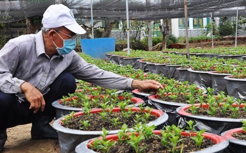 Floriculture : l'ambiance morose dans les villages du delta du Mekong hinh anh 1