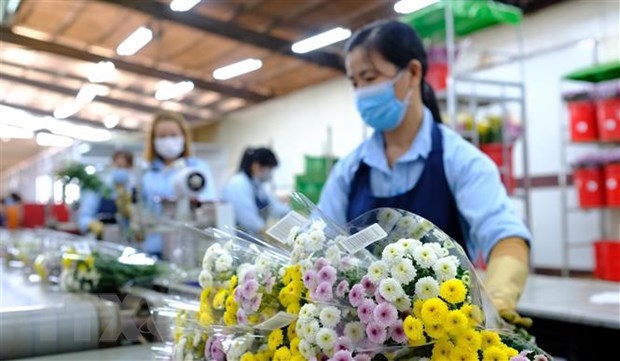 Les fleurs coupees fraiches du Vietnam sont exportees de nouveau vers l'Australie hinh anh 1