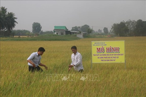 Tien Giang cultive du riz bio selon les normes europeennes hinh anh 1