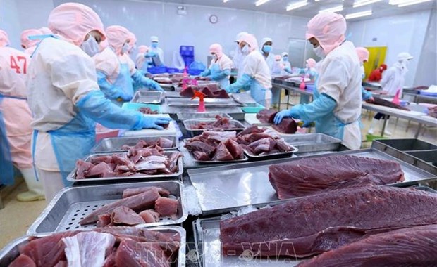 Les exportations de thon du Vietnam au 1er trimestre en bonne voie hinh anh 1