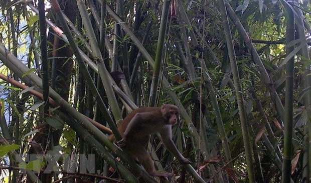 Protection des primates rares dans la Reserve naturelle de Pu Hu a Thanh Hoa hinh anh 1