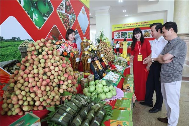 Bac Giang promeut la consommation de litchi dans le pays et a l’etranger hinh anh 1
