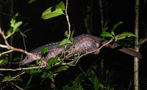 Le Parc national de Cuc Phuong recoit deux animaux sauvages hinh anh 2