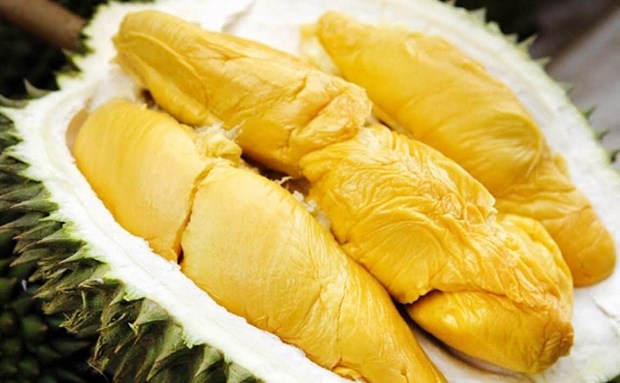 Le Vietnam pourrait exporter cette annee des durians vers la Chine hinh anh 1