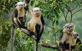 Sauvegarder durablement les primates endemiques du Vietnam hinh anh 1