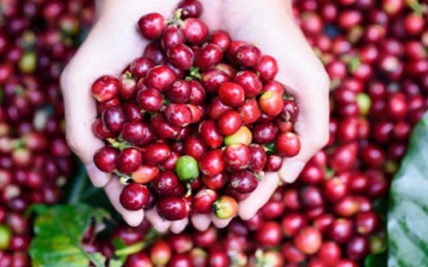 Les exportations de cafe de 2,6 milliards de dollars en sept mois hinh anh 1