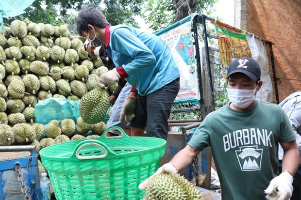Le Vietnam exporte par voie officielle ses durians vers la Chine hinh anh 1