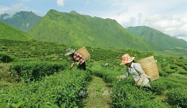 Le Vietnam, 7e producteur mondial de the hinh anh 2