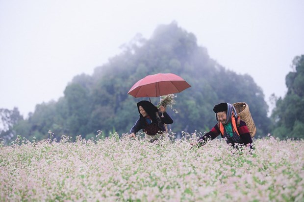 Une kyrielle d’activites attrayantes au Festival de la fleur de sarrasin 2022 a Ha Giang hinh anh 1