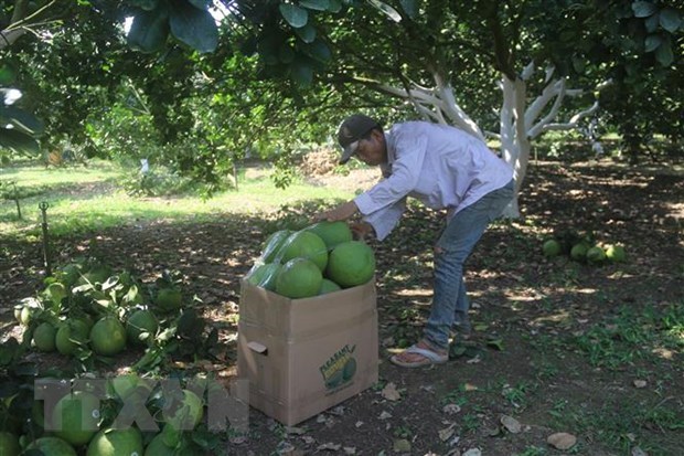 Le pomelo frais de quatre zones de Ba Ria-Vung Tau autorise a etre exporte vers les Etats-Unis hinh anh 1