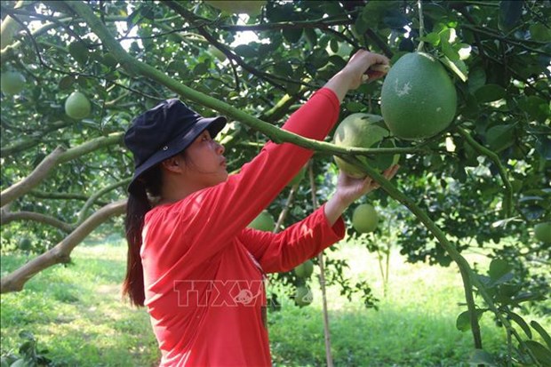Le pomelo frais de quatre zones de Ba Ria-Vung Tau autorise a etre exporte vers les Etats-Unis hinh anh 2