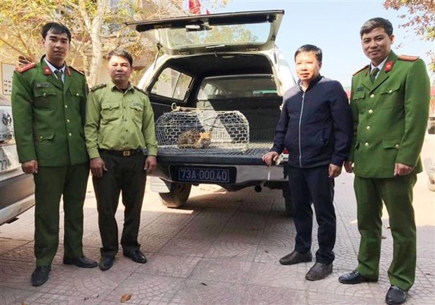 Quang Binh : recevoir un chat sauvage rare dans le Livre rouge du Vietnam hinh anh 1