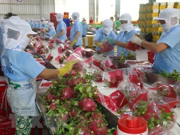 Pour promouvoir les exportations de fruits et legumes en Chine hinh anh 1