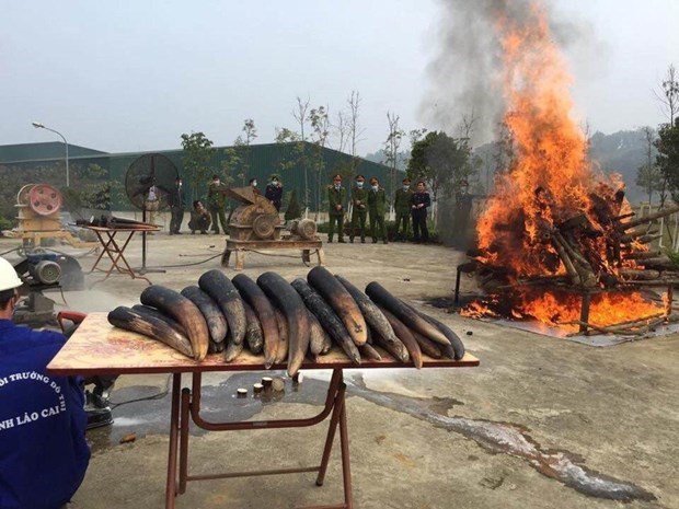 La destruction de l'ivoire doit etre une pratique courante au Vietnam hinh anh 1