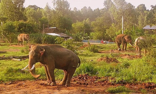 Ajustement du projet de conservation des elephants au Vietnam pour la periode 2013 - 2020 hinh anh 1