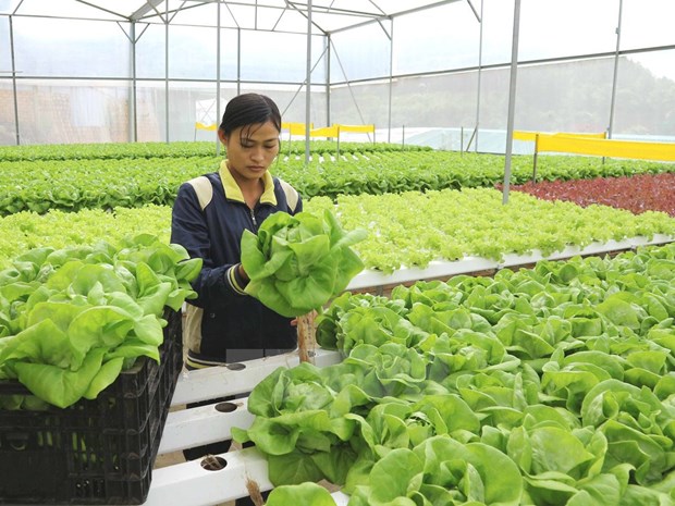IFC s'engage a soutenir le Vietnam dans le developpement de l'agriculture verte hinh anh 1