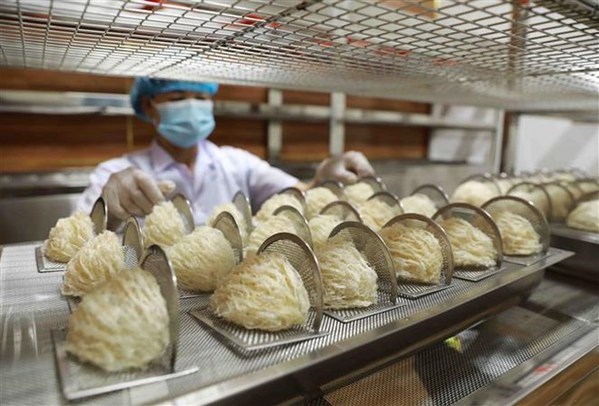 Potentiels d'exportation des nids de salanganes du Vietnam vers la Chine hinh anh 2
