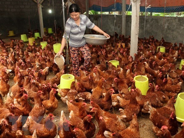 Hanoi repond a la demande en termes de viande de volaille hinh anh 1