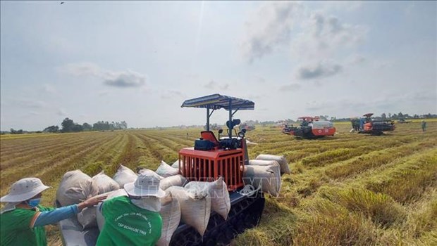 Le Vietnam exporte 1,7 million de tonnes de riz au premier trimestre hinh anh 1