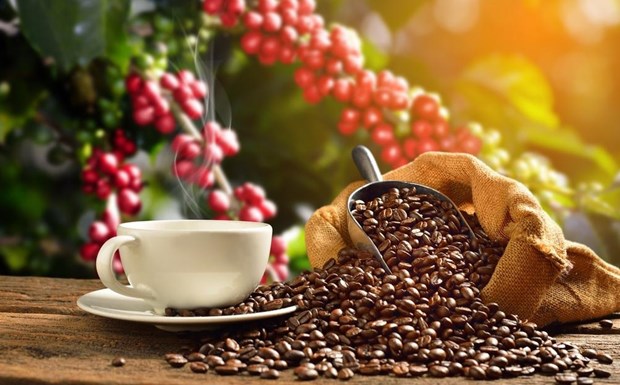 Augmenter la valeur du cafe vietnamien hinh anh 1