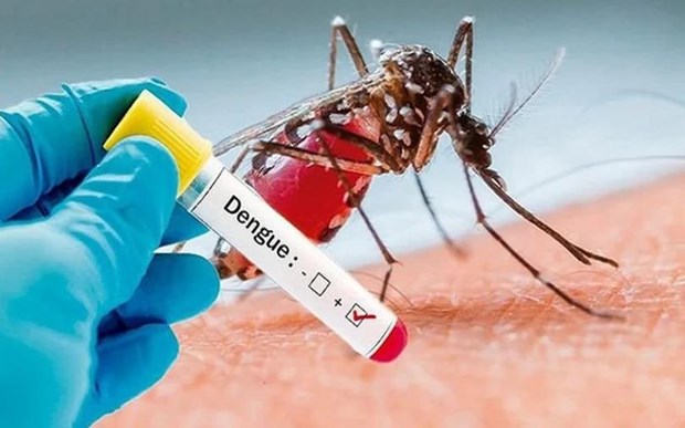 La dengue a tendance a se propager largement au Laos hinh anh 1
