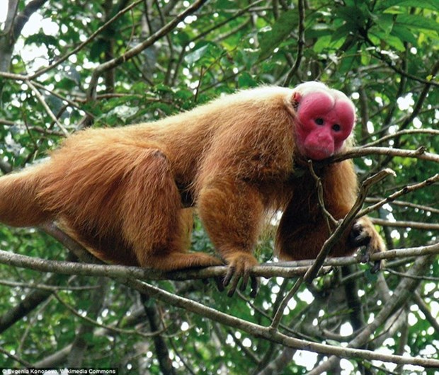 Quang Binh recoit un macaque a face rouge hinh anh 1
