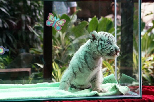 Trois magnifiques bebes tigres blancs naissent au Vietnam hinh anh 4