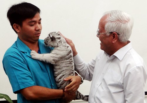 Trois magnifiques bebes tigres blancs naissent au Vietnam hinh anh 1