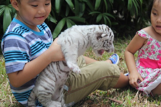 Trois magnifiques bebes tigres blancs naissent au Vietnam hinh anh 5
