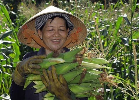 Organismes genetiquement modifies: deja plus d’un million d’ha au Vietnam hinh anh 2