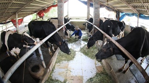 Moins d'un milliard de dollars d’importation de lait en 2015 hinh anh 1