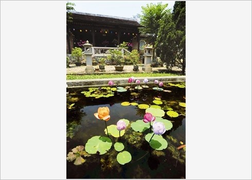 Le lotus, un embleme du Vietnam hinh anh 4