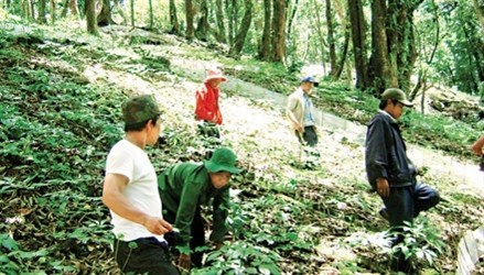 Quang Nam: Plus de 9.000 milliards de dongs pour la culture du ginseng du mont Ngoc Linh hinh anh 2