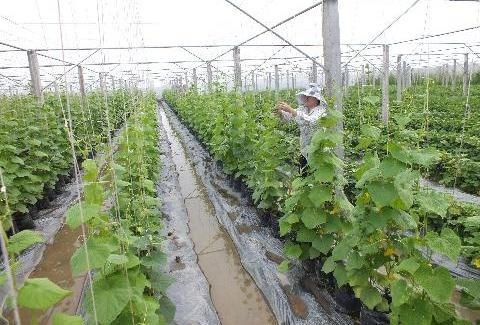 Agriculture: le Vietnam recense plus de 700 projets d’IDE hinh anh 1