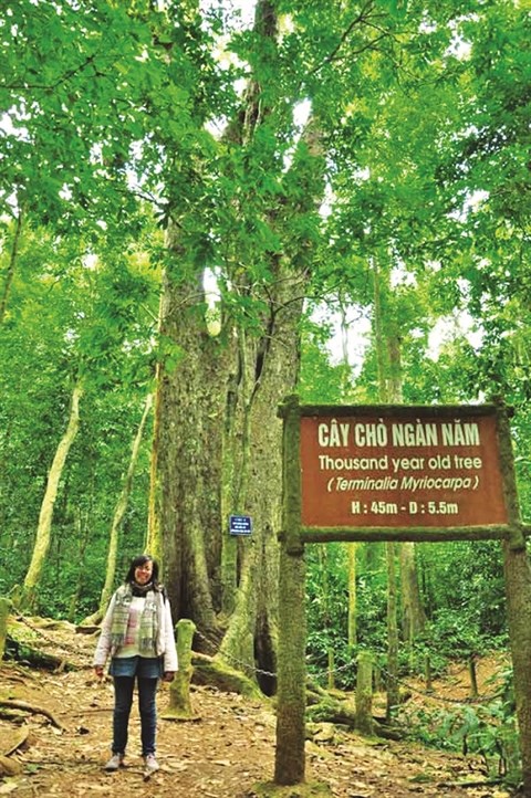 Parc national de Cuc Phuong, la biodiversite grandeur nature hinh anh 3