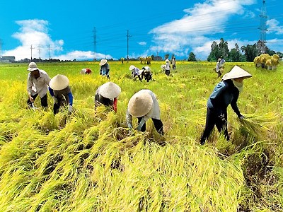 TPP : le delta du Mekong accelere sa restructuration agricole hinh anh 1
