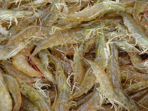 Les Allemands friands des crevettes a pattes blanches du Vietnam hinh anh 1