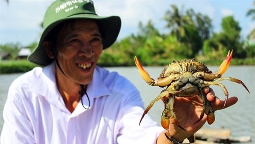 Le crabe de Nam Can de Ca Mau devient une marque commerciale hinh anh 1