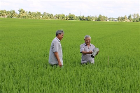 Plus de 6 millions de tonnes de riz exportees en 2015 hinh anh 1