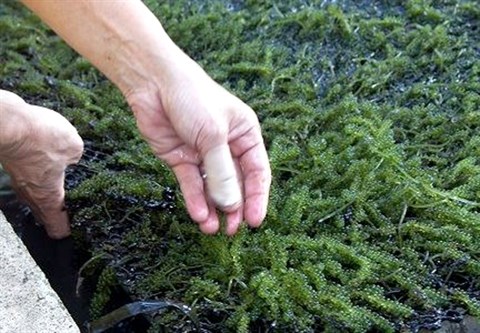 La culture des algues de raisins de mer : un metier rentable hinh anh 1