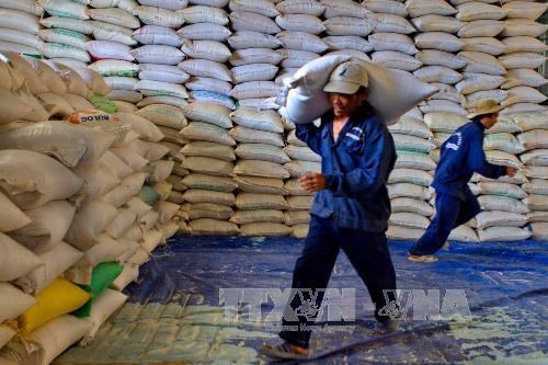 Myanmar : chute des exportations de riz hinh anh 1
