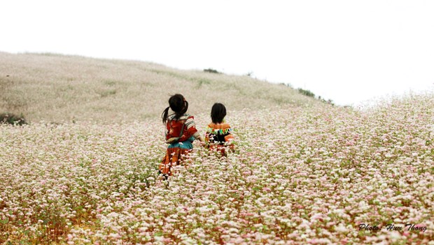 Ha Giang, la prairie en fleurs de sarrasin hinh anh 2