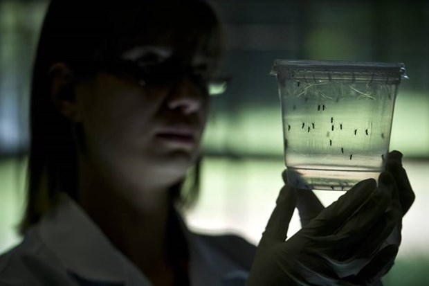 Le Vietnam est capable de diagnostiquer le virus Zika hinh anh 1