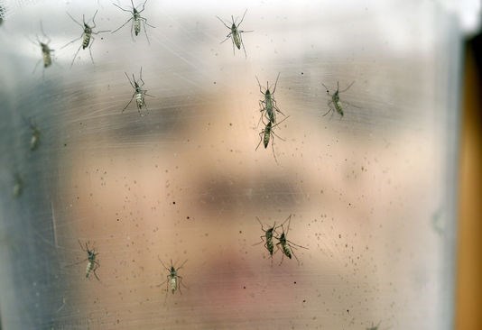 Virus Zika: le Vietnam renforce ses mesures de prevention hinh anh 2