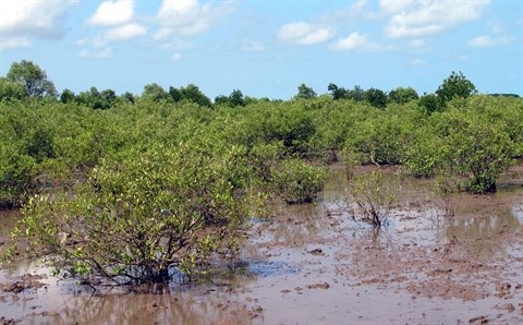 Changement climatique : aide des Pays-Bas au delta du Mekong hinh anh 1